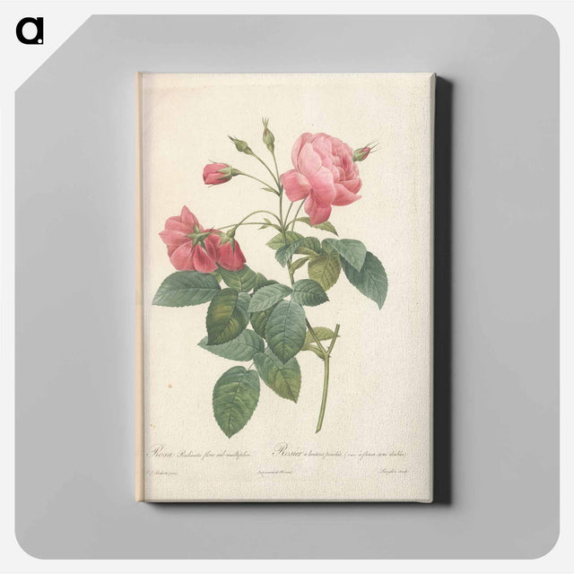 アートパネル-Rose illustration - ピエール ジョゼフ ルドゥーテ Canvas.