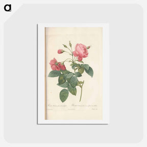 アートポストカード-Rose illustration - ピエール ジョゼフ ルドゥーテ Postcard.
