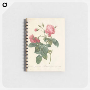 アートメモ帳-Rose illustration - ピエール ジョゼフ ルドゥーテ Memo.
