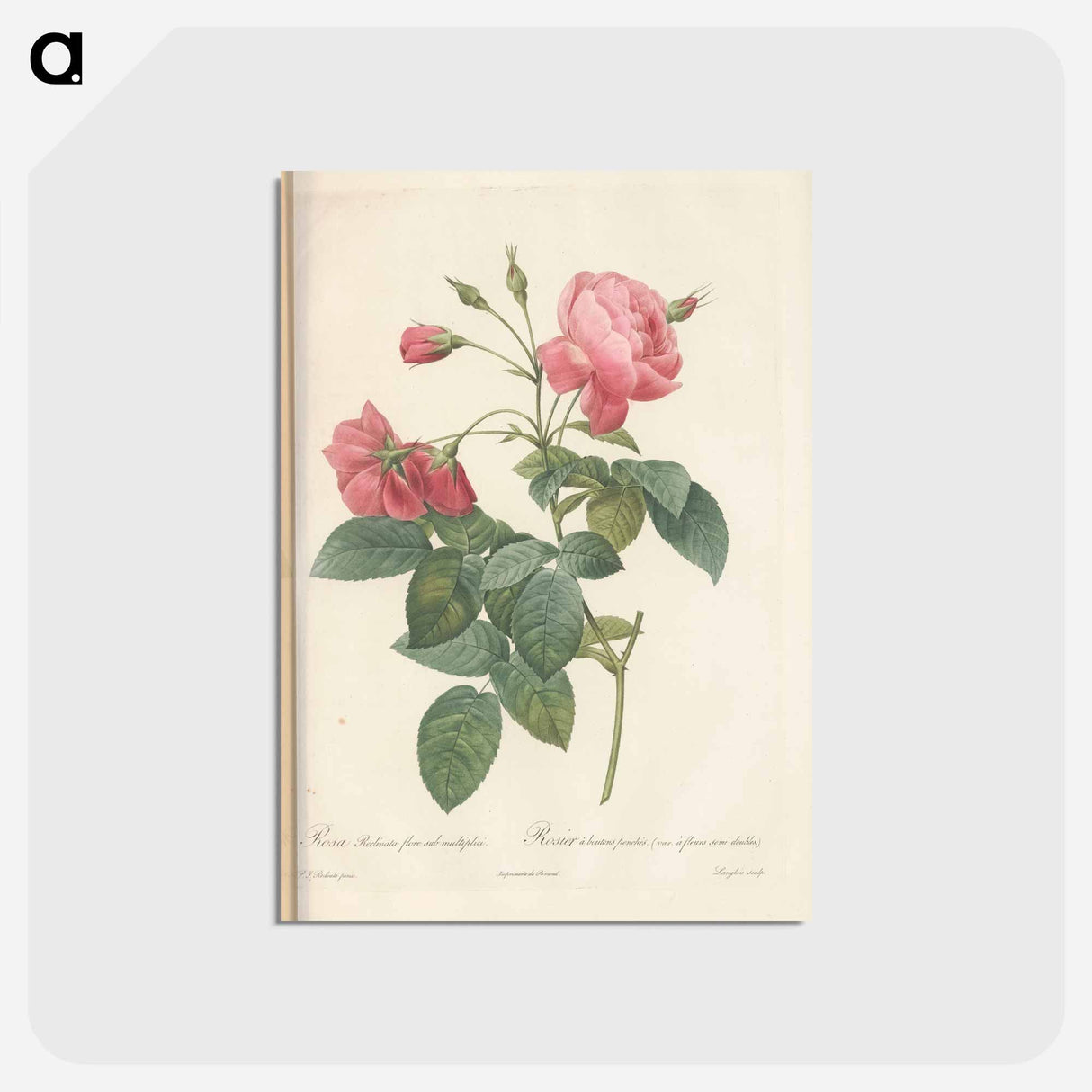 アートポストカード-Rose illustration - ピエール ジョゼフ ルドゥーテ Postcard.