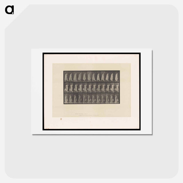 アートポストカード-Woman in Motion
 - エドワード マイブリッジ Postcard.