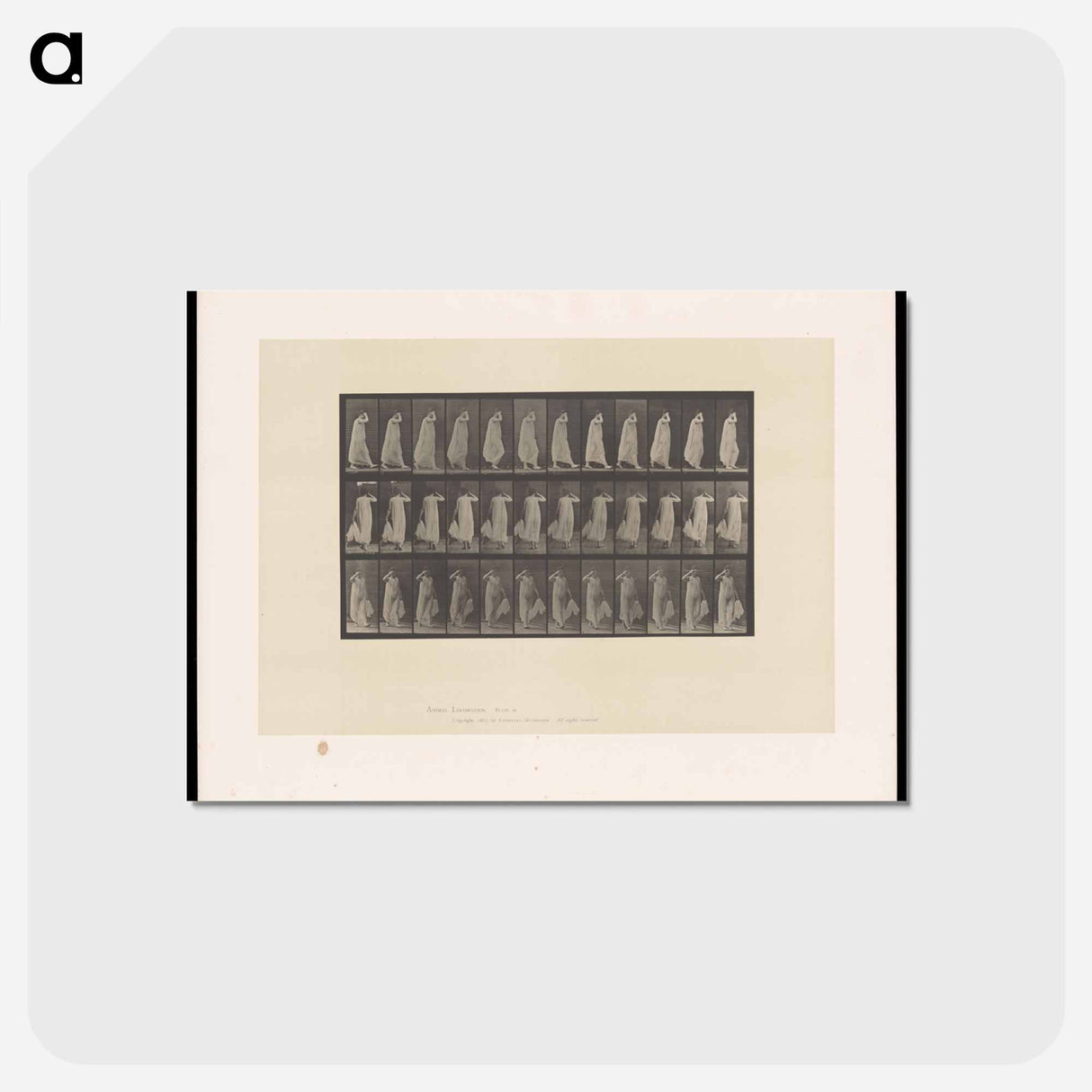 アートポストカード-Woman in Motion
 - エドワード マイブリッジ Postcard.