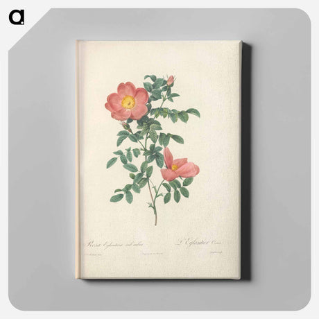 アートパネル-Rose illustration - ピエール ジョゼフ ルドゥーテ Canvas.