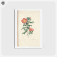 アートポストカード-Rose illustration - ピエール ジョゼフ ルドゥーテ Postcard.