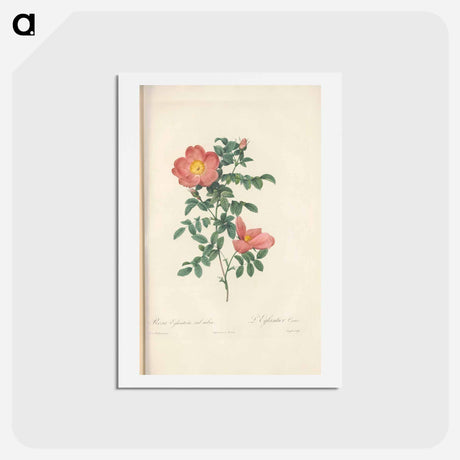 アートポストカード-Rose illustration - ピエール ジョゼフ ルドゥーテ Postcard.