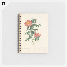 アートメモ帳-Rose illustration - ピエール ジョゼフ ルドゥーテ Memo.