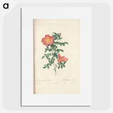 Rose illustration - Pierre Joseph Redouté Poster.