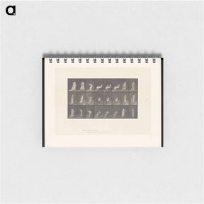 アートメモ帳-Woman Rising
 - エドワード マイブリッジ Memo.