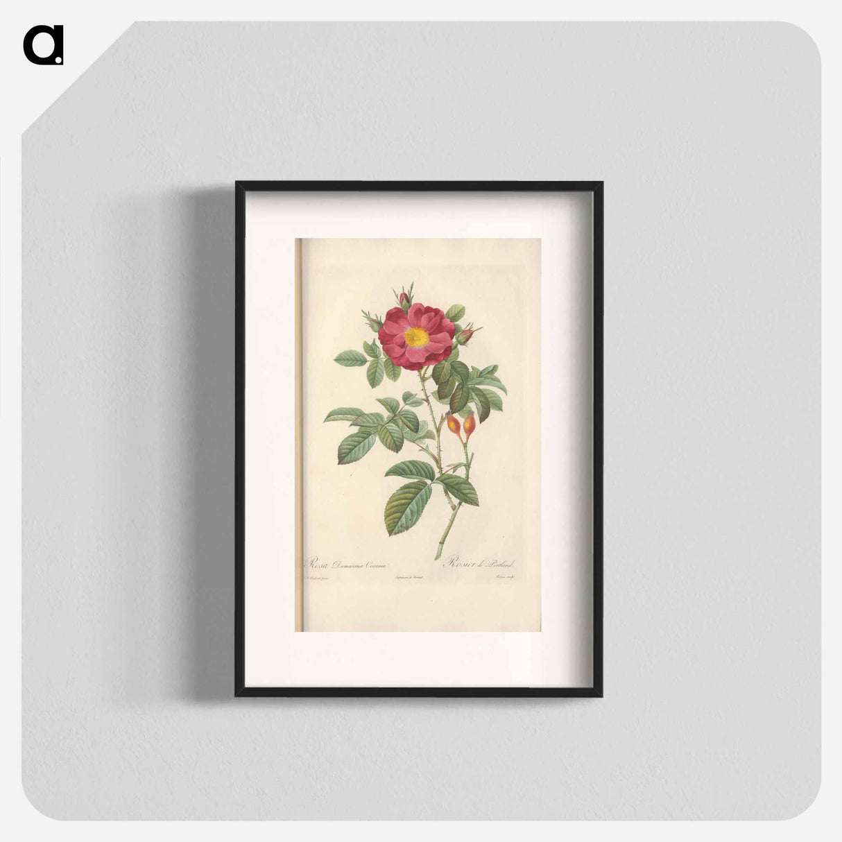 Rose illustration - Pierre Joseph Redouté Poster.