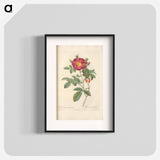 Rose illustration - Pierre Joseph Redouté Poster.