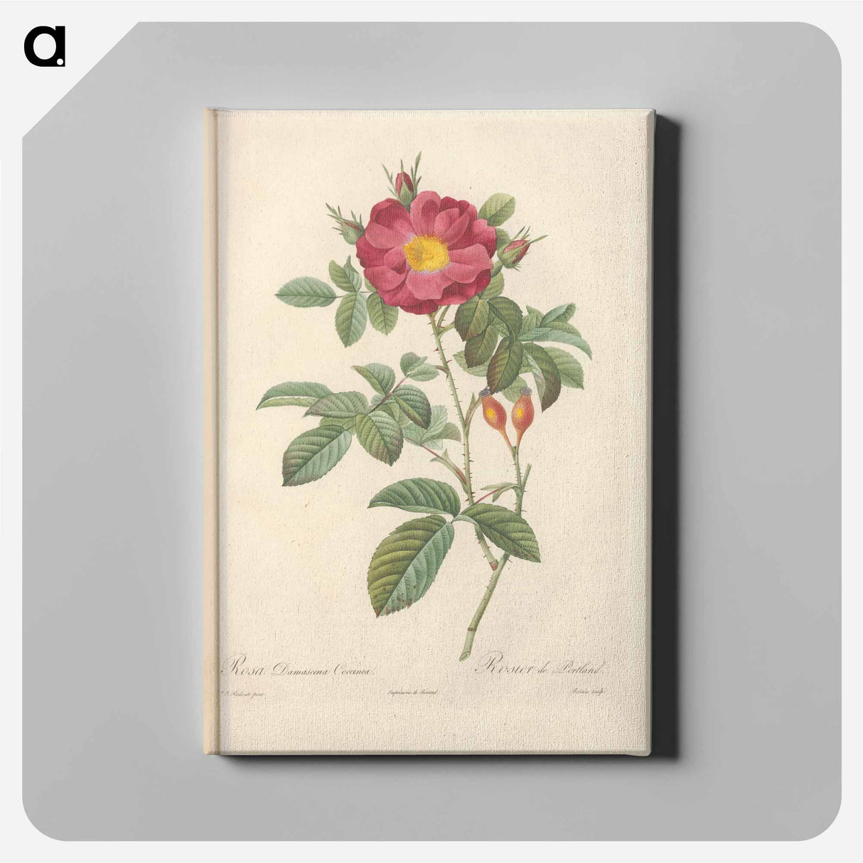 アートパネル-Rose illustration - ピエール ジョゼフ ルドゥーテ Canvas.
