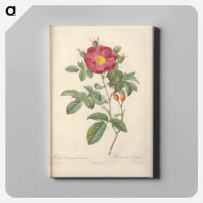 アートパネル-Rose illustration - ピエール ジョゼフ ルドゥーテ Canvas.
