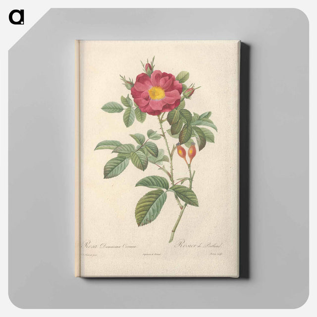 アートパネル-Rose illustration - ピエール ジョゼフ ルドゥーテ Canvas.