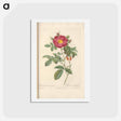 アートポストカード-Rose illustration - ピエール ジョゼフ ルドゥーテ Postcard.