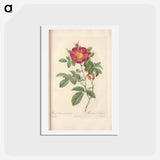 アートポストカード-Rose illustration - ピエール ジョゼフ ルドゥーテ Postcard.