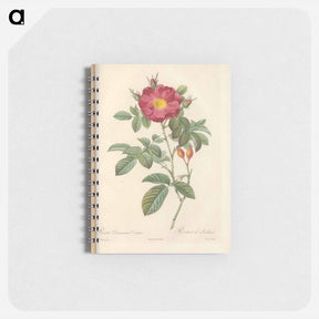 アートメモ帳-Rose illustration - ピエール ジョゼフ ルドゥーテ Memo.
