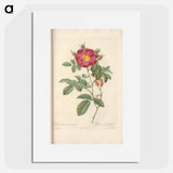 Rose illustration - Pierre Joseph Redouté Poster.