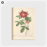 アートポストカード-Rose illustration - ピエール ジョゼフ ルドゥーテ Postcard.