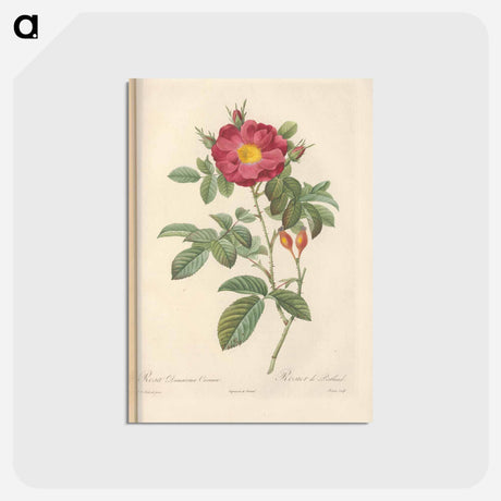 アートポストカード-Rose illustration - ピエール ジョゼフ ルドゥーテ Postcard.