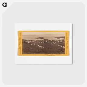 アートポストカード-Tule Lake, Camp South
 - エドワード マイブリッジ Postcard.