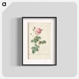 Rose illustration - Pierre Joseph Redouté Poster.