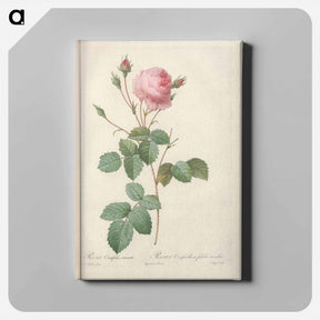 アートパネル-Rose illustration - ピエール ジョゼフ ルドゥーテ Canvas.