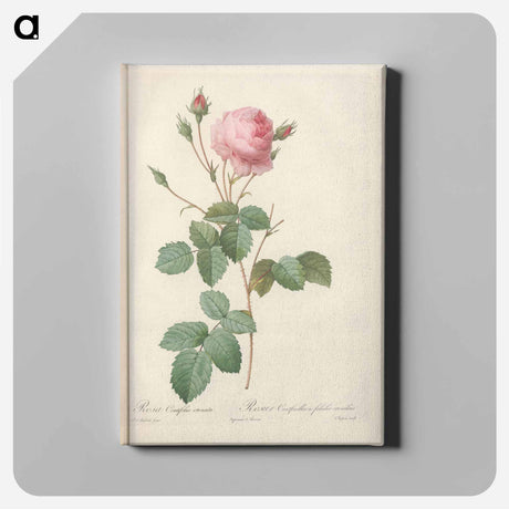 アートパネル-Rose illustration - ピエール ジョゼフ ルドゥーテ Canvas.