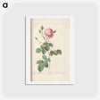 アートポストカード-Rose illustration - ピエール ジョゼフ ルドゥーテ Postcard.