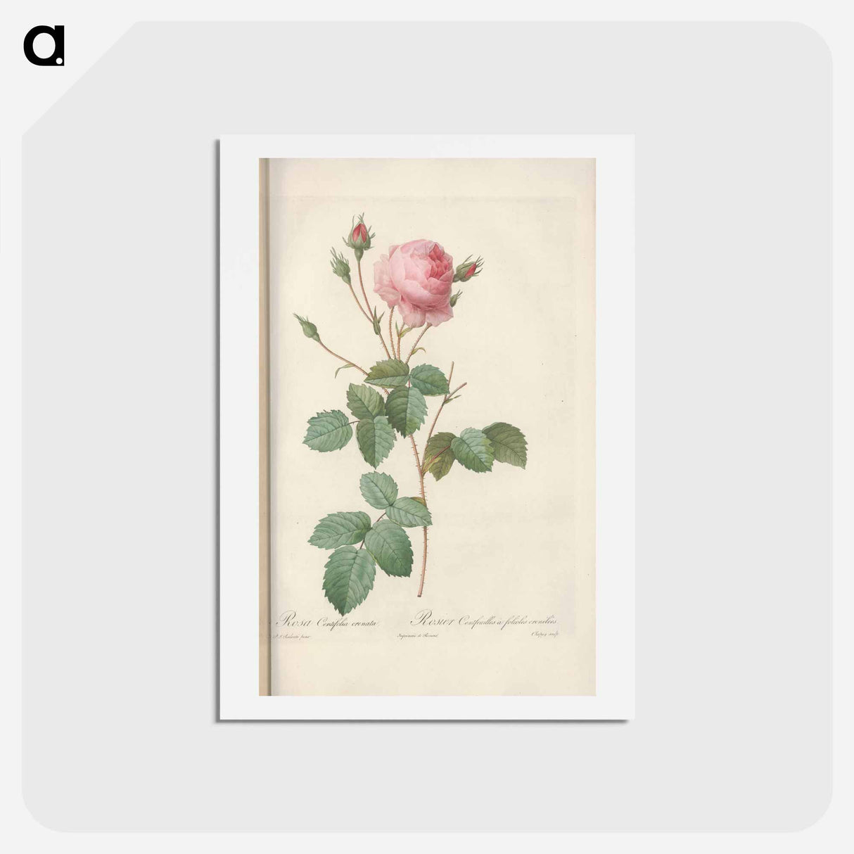 アートポストカード-Rose illustration - ピエール ジョゼフ ルドゥーテ Postcard.
