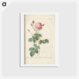 アートポストカード-Rose illustration - ピエール ジョゼフ ルドゥーテ Postcard.