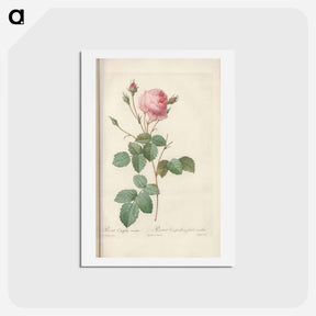 アートポストカード-Rose illustration - ピエール ジョゼフ ルドゥーテ Postcard.