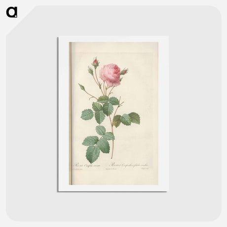 アートポストカード-Rose illustration - ピエール ジョゼフ ルドゥーテ Postcard.