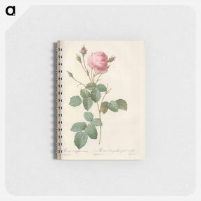 アートメモ帳-Rose illustration - ピエール ジョゼフ ルドゥーテ Memo.