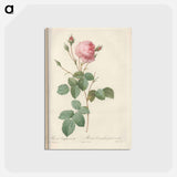 アートポストカード-Rose illustration - ピエール ジョゼフ ルドゥーテ Postcard.