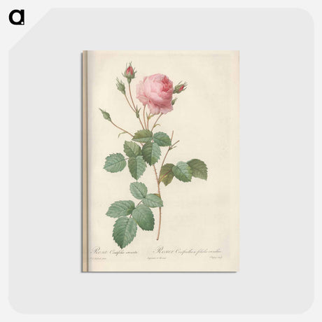 アートポストカード-Rose illustration - ピエール ジョゼフ ルドゥーテ Postcard.