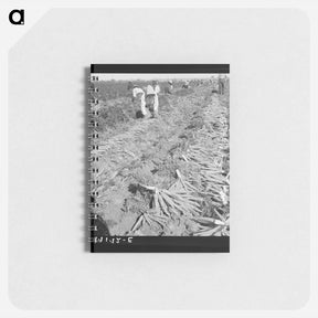 アートメモ帳-Near Meloland, Imperial Valley - ドロテア ラング Memo.