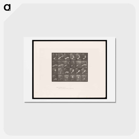 アートポストカード-Rising and Falling Hand
 - エドワード マイブリッジ Postcard.