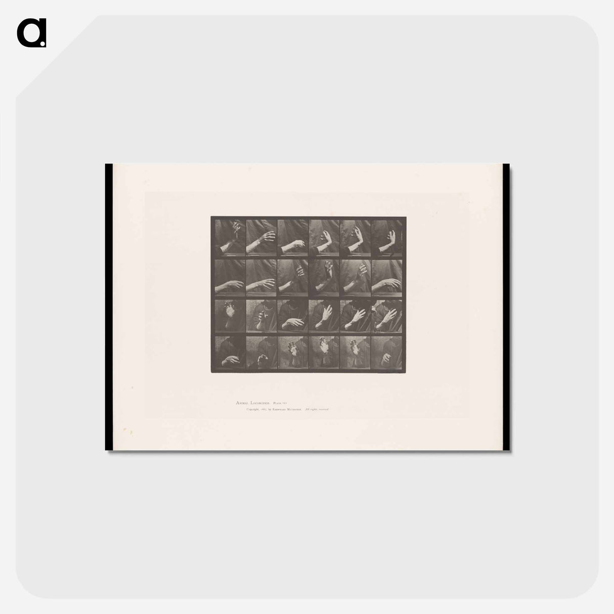 アートポストカード-Rising and Falling Hand
 - エドワード マイブリッジ Postcard.