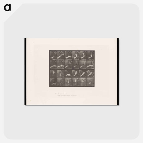 アートポストカード-Rising and Falling Hand
 - エドワード マイブリッジ Postcard.