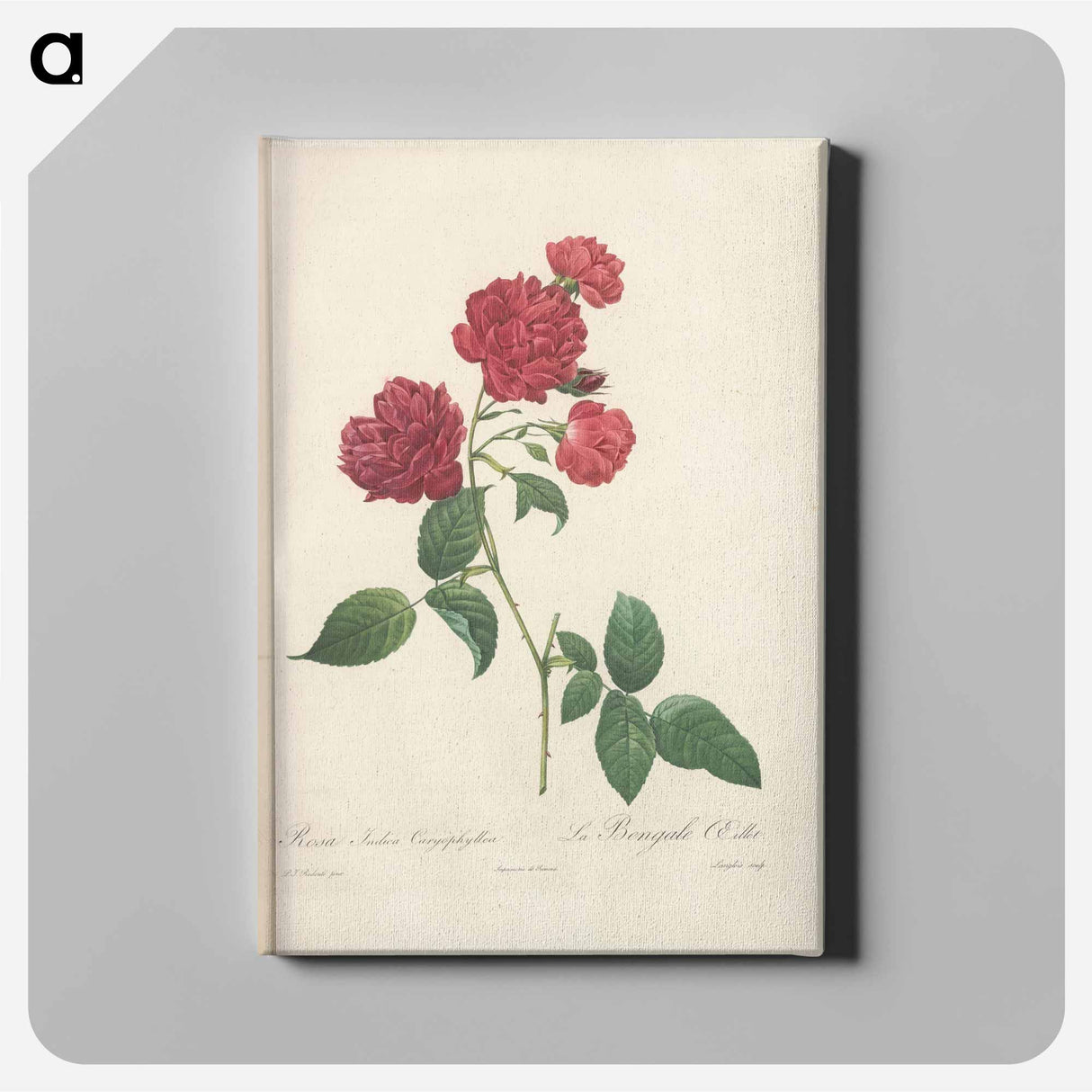 アートパネル-Rose illustration - ピエール ジョゼフ ルドゥーテ Canvas.