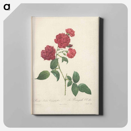 アートパネル-Rose illustration - ピエール ジョゼフ ルドゥーテ Canvas.