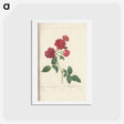 アートポストカード-Rose illustration - ピエール ジョゼフ ルドゥーテ Postcard.