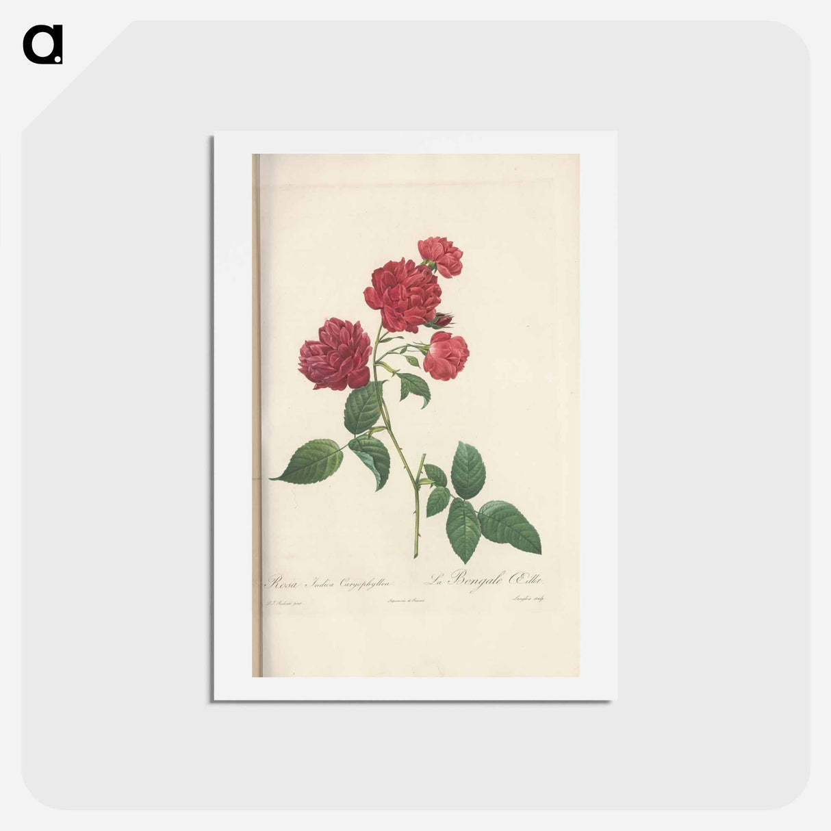 アートポストカード-Rose illustration - ピエール ジョゼフ ルドゥーテ Postcard.