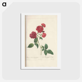 アートポストカード-Rose illustration - ピエール ジョゼフ ルドゥーテ Postcard.