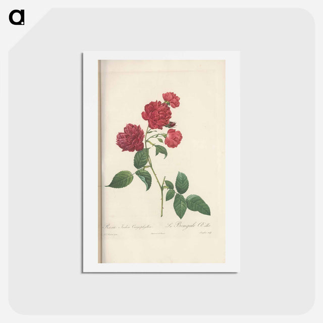 アートポストカード-Rose illustration - ピエール ジョゼフ ルドゥーテ Postcard.