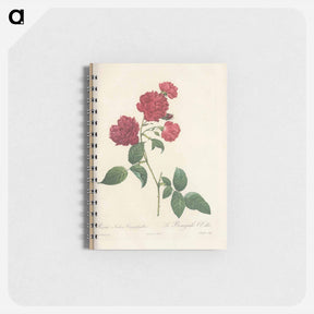 アートメモ帳-Rose illustration - ピエール ジョゼフ ルドゥーテ Memo.