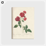 アートポストカード-Rose illustration - ピエール ジョゼフ ルドゥーテ Postcard.