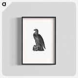 アートポスター-Washington Eagle from A Book of the United States
 - 大英図書館 Poster.