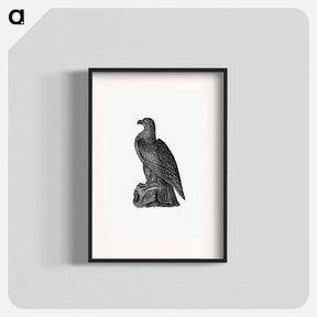 アートポスター-Washington Eagle from A Book of the United States
 - 大英図書館 Poster.