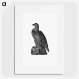 アートポスター-Washington Eagle from A Book of the United States
 - 大英図書館 Poster.